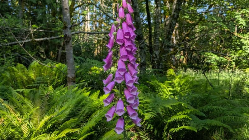 Foxglove blooming among ferns in the forest
