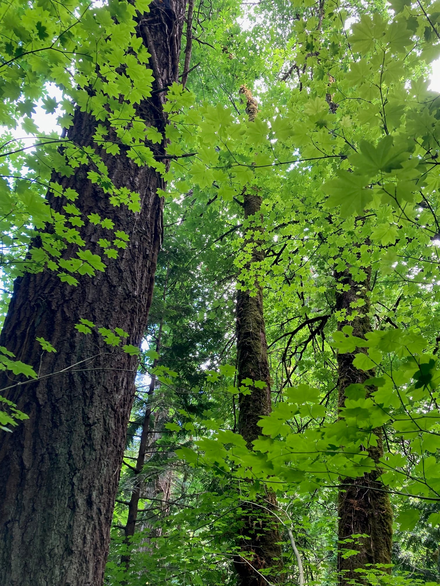 Looking up through a green maple canopy with sunlight filtering through the leaves